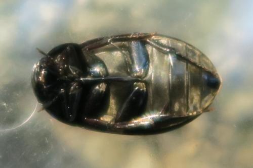 Réf. 328 979 : Hydrochara caraboides