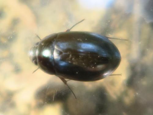 Réf. 328 978 : Hydrochara caraboides