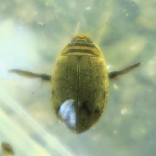 Réf. 328 670 : Acilius sp.