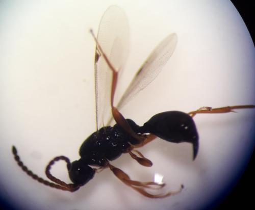 Réf. 328 916 : Exallonyx sp.