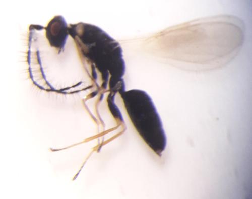 Réf. 328 925 : Tetramesa sp.