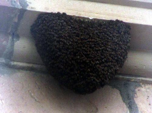 Apis mellifera