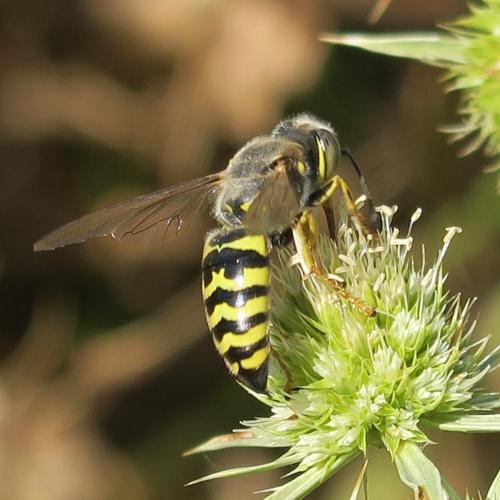 Réf. 328 385 : Bembix oculata