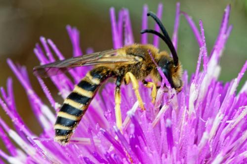 Réf. 328 208 : Halictus scabiosae