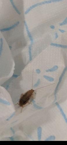 Planuncus vinzi