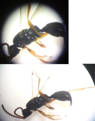 Réf. 328 920 : Exallonyx sp.