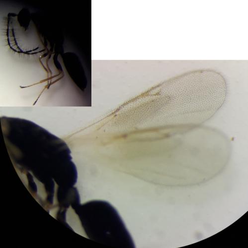 Tetramesa sp.