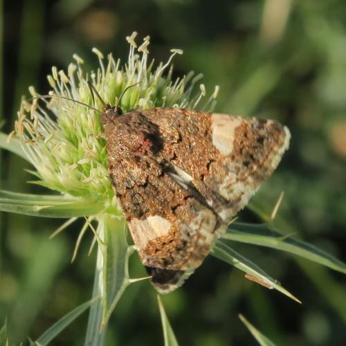 Tyta luctuosa