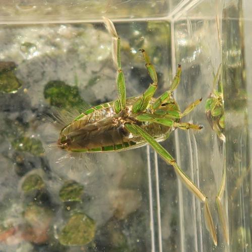 Réf. 328 734 : Notonecta viridis