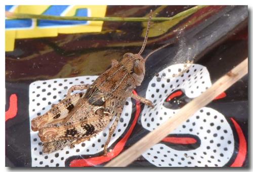 Calliptamus sp.