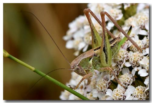Réf. 328 081 : Platycleis sp.
