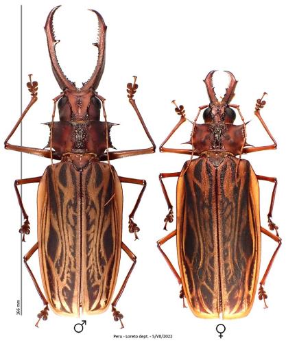 Réf. 328 835 : Macrodontia cervicornis