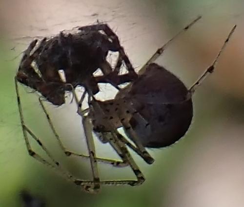 Réf. 328 052 : Platnickina tincta