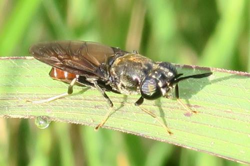Hermetia illucens