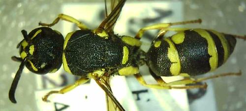 Syneuodynerus egregius egregius