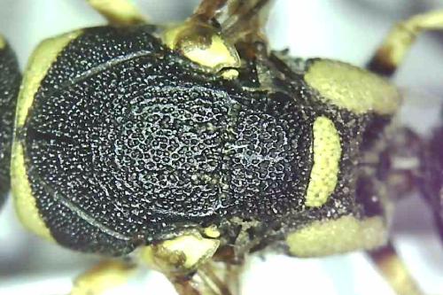 Réf. 328 001 : Syneuodynerus egregius egregius