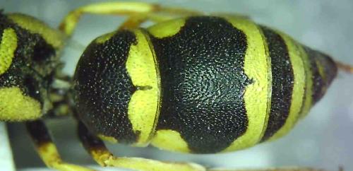 Réf. 328 003 : Syneuodynerus egregius egregius
