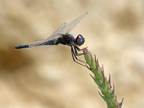 Selysiothemis nigra