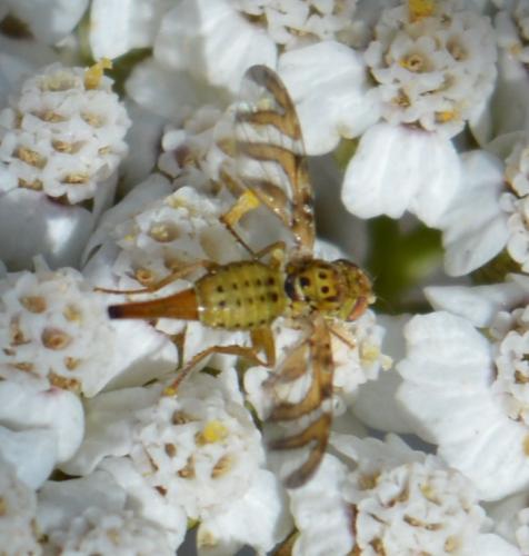 Réf. 328 040 : Chaetorellia jaceae