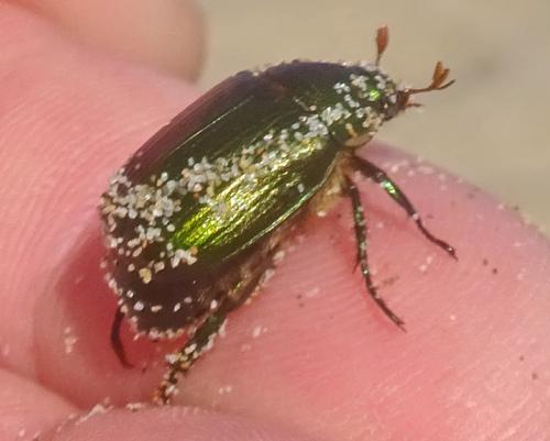 Anomala sp.