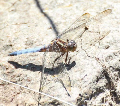 Orthetrum coerulescens