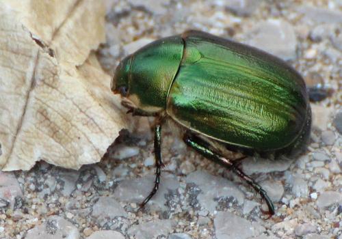 Anomala ausonia