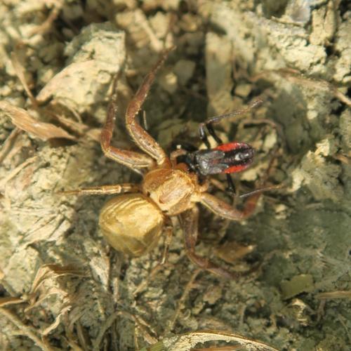 Xysticus sp.