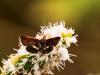 328393 – Photo : Danièle Tixier-Inrep – France (30)