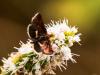 328394 – Photo : Danièle Tixier-Inrep – France (30)