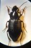 328111 – Photo : Lucien Claivaz – France (94)