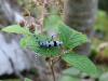 328749 – Photo : Centelles – France (64)