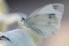 328078 – Photo : Olivier Pouvreau – France (86)