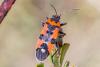 328150 – Photo : Jean-Claude Lablanquie – France (63)