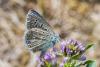 328256 – Photo : Jean-Claude Lablanquie – France (63)