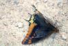 328713 – Photo : Philippe Fourtier – France (06)