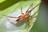 328456 – Photo : Norbert Verneau – Guyane française