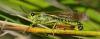 328989 – Photo : Christian Berquer – France (29)