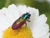 328634 – Photo : Catherine Reymonet-Smitten – France (31)