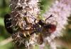 328930 – Photo : Catherine Reymonet-Smitten – France (19)