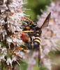 328931 – Photo : Catherine Reymonet-Smitten – France (19)