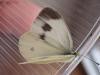 328812 – Photo : Dominique THAUVIN – France (45)