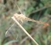 Sympetrum meridionale