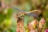 328461 – Photo : Christian Peyron – France (09)