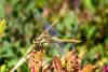 328462 – Photo : Christian Peyron – France (09)