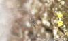 328414 – Photo : Numayta – France (68)