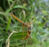 328877 – Photo : Daniel Philippe – France (47)