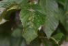 328692 – Photo : Numayta – France (68)