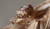 328345 – Photo : Liliane Delattre – France (30)
