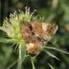 328492 – Photo : Hélène LAVIRON – France (31)