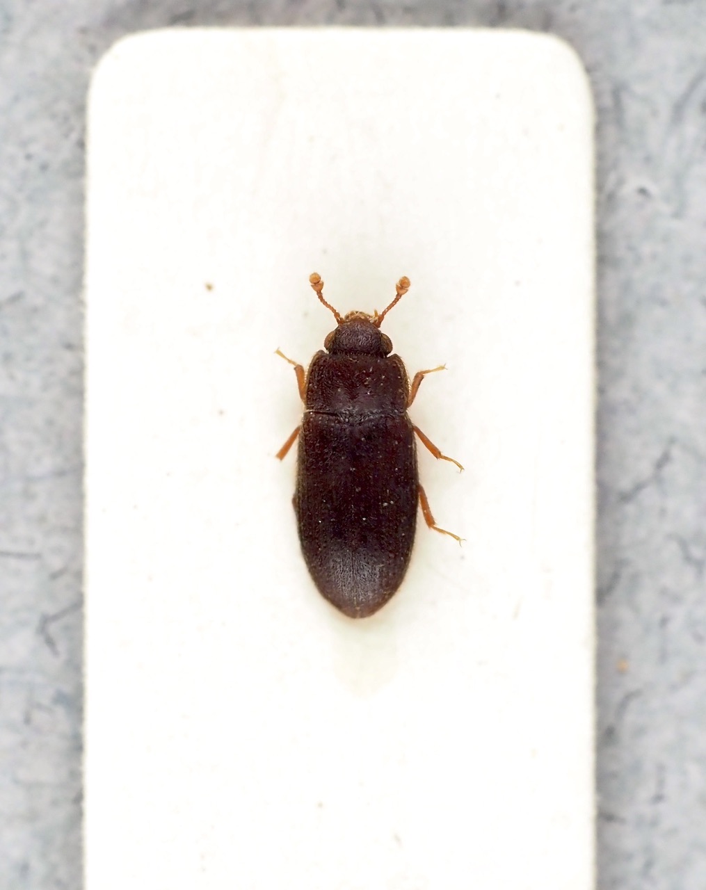 vanderbergh - Biphyllus frater - réf. 328686 (1015 x 1280 pixels, 124 ko)
